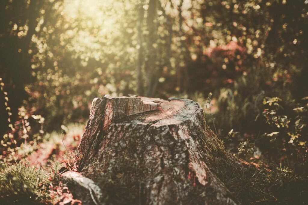 tree stump
