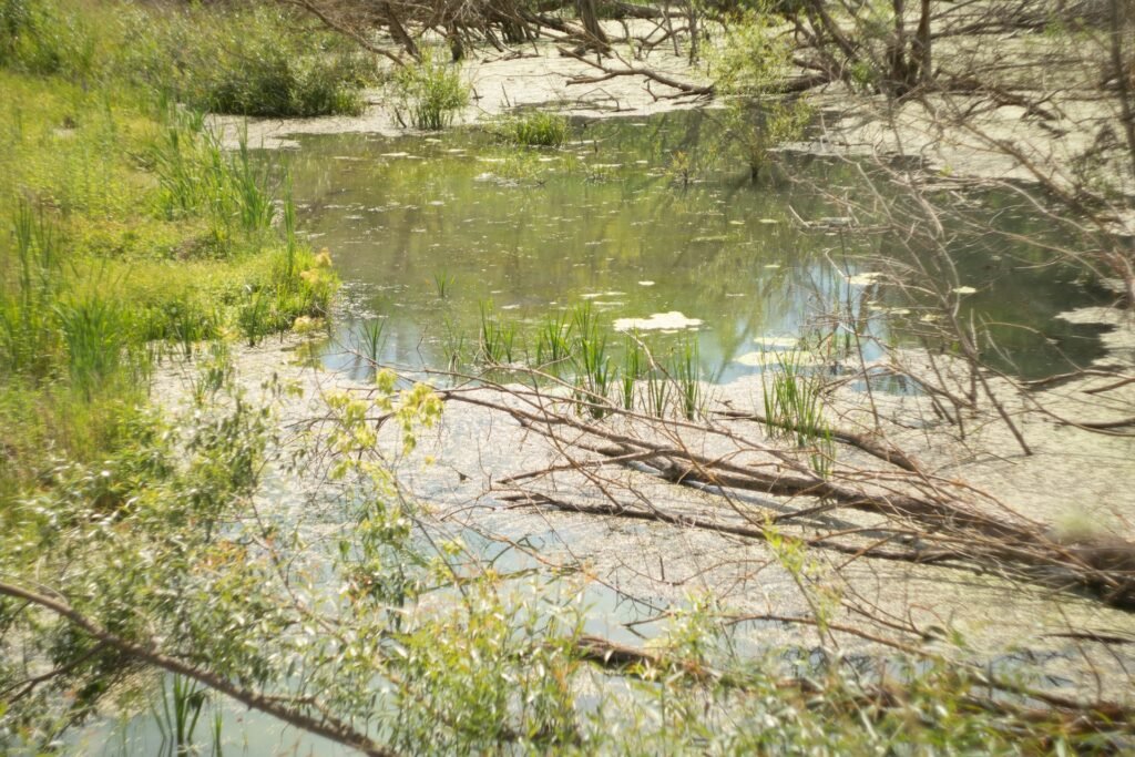 Pond Damage